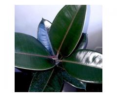 Beautiful quality indoor plants available