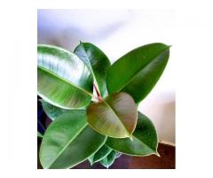 Beautiful quality indoor plants available