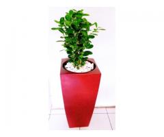 Rent or purchase a pot with a plant