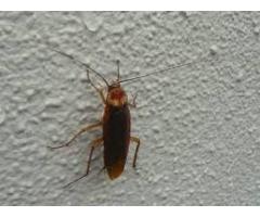 Bugs n Roaches Fumigators