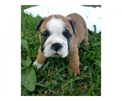BEAUTY ENGLISH BULL DOGS PUPPIES FOR SALE