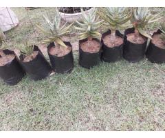 Quiver Tree