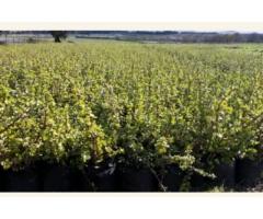 SPEKBOOM FOR SALE. WHOLESALE PRICE. Deliveries can be done.
