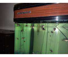 Gouramis fish for sale