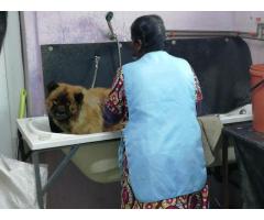 Pet Shop with Doggy Parlour for sale