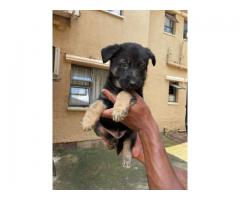 German shepherd puppies