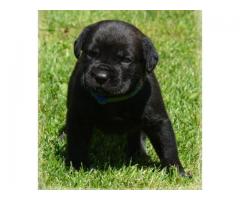 KC Quality Breeded Champions Cane Corso Puppy