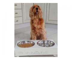 Pet Feeders | Posh Paws and Decor