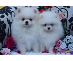 Gorgeous Pomeranian Puppies Available!