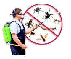 Pest Control and Fumigation in Johannesburg