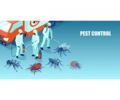 Pest Control and Fumigation in Johannesburg
