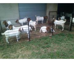 Amazing Boer Goats and sheeps available