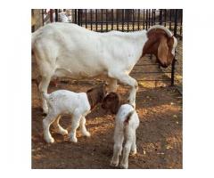 Amazing Boer Goats and sheeps available