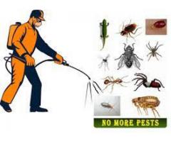 Pest Control and Fumigation in Pretoria