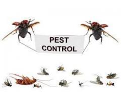 Pest Control in Kempton park