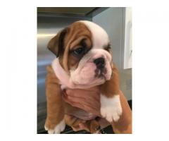 KUSA Registered English bulldog puppies for sale