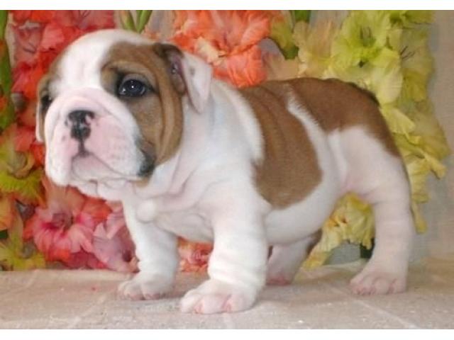 KUSA Registered English Bulldog Puppies - 1/1