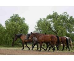 Stockdale Eastern Cape - Holidays