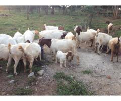 Vaccinated Checked boer goats and sheeps available
