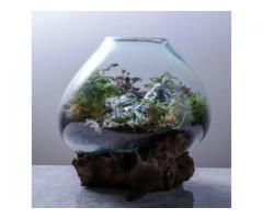 Fish tank business opportunity