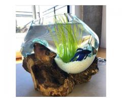 Fish tank business opportunity