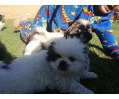 Pekingese pups