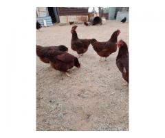 Layer chickens for sale