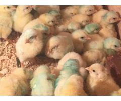 Live day old broiler chicks and Fertile eggs
