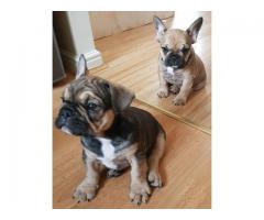 The Most Beautiful Cuties French Bulldog Ready Now
