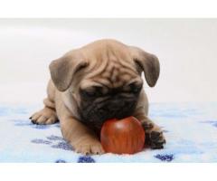 The Most Beautiful Cuties French Bulldog Ready Now