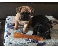 The Most Beautiful Cuties French Bulldog Ready Now
