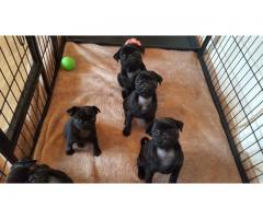 Stunning Full Kusa Registered Pug Puppies
