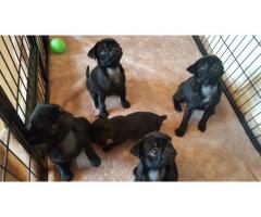 Stunning Full Kusa Registered Pug Puppies