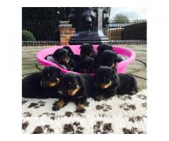 Quality Champion Rottweiler Puppies Ready