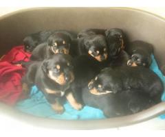 Quality Champion Rottweiler Puppies Ready