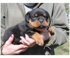 Quality Champion Rottweiler Puppies Ready