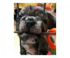 French Bulldog Puppies