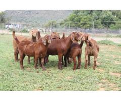 Boer Goat and merino sheep for sale