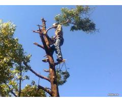 Eagles Nest Tree Felling