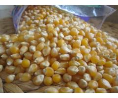 White and Yellow Maize For Sale