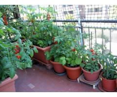 Winter Vegetable Seedlings Available
