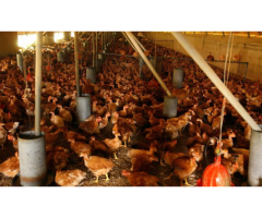 Quality fresh farm eggs for sale